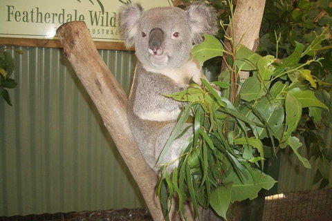 Full-Day Private Blue Mountains Tour With River Cruise - Accommodation Cooktown 2