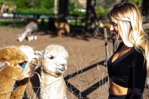 O'Reilly's & Lamington National Park Incl. Alpaca Farm + Vineyard - Accommodation Cooktown 3