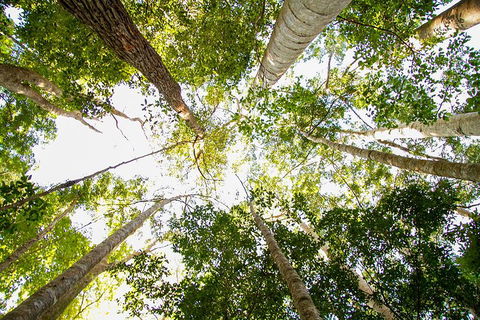 Fraser Island 4WD Tour From Noosa - Accommodation Cooktown 0