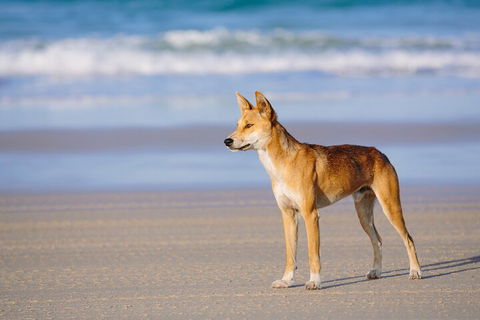 Fraser Island 4WD Tour From Noosa - Accommodation Cooktown 5