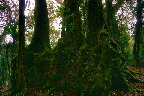 Private Tour - Rainforest & Waterfalls Extravaganza - Accommodation Cooktown 5