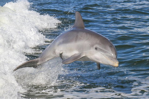 Noosa Oceanrider Scenic Dolphin Safari - Accommodation Cooktown 0