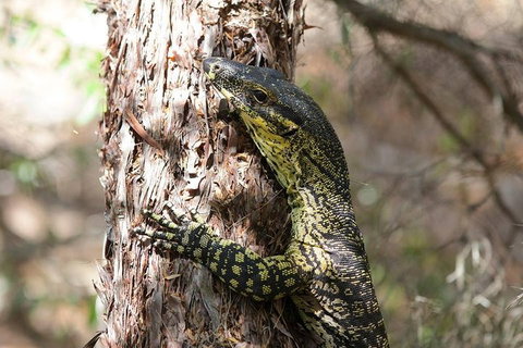 Byron Bay Hinterland Tour Including Rainforest Walk To Minyon Falls - Accommodation Cooktown 1