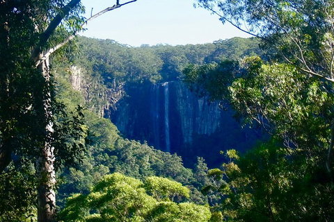 Byron Bay Hinterland Tour Including Rainforest Walk To Minyon Falls - Accommodation Cooktown 4