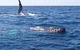 Noosa Whale Watching - thumb 0