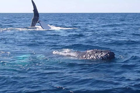 Noosa Whale Watching - Accommodation Cooktown 0
