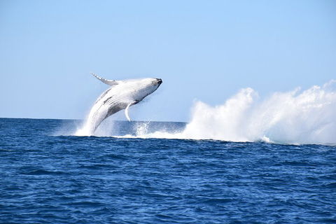 Noosa Whale Watching - Accommodation Cooktown 1