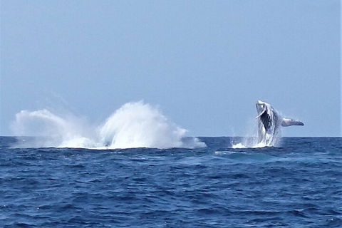 Noosa Whale Watching - Accommodation Cooktown 2