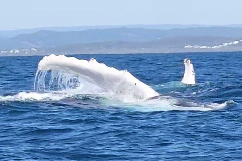 Noosa Whale Watching - Accommodation Cooktown 5