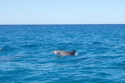 Noosa Wild Dolphin Safari - Accommodation Cooktown 1