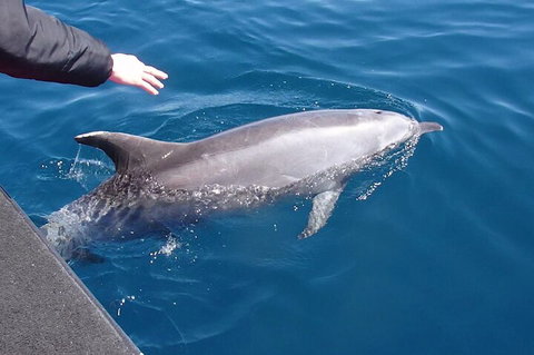 Noosa Wild Dolphin Safari - Accommodation Cooktown 2