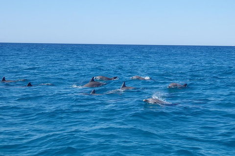 Noosa Wild Dolphin Safari - Accommodation Cooktown 3