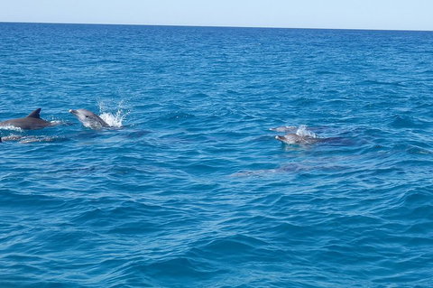 Noosa Wild Dolphin Safari - Accommodation Cooktown 4