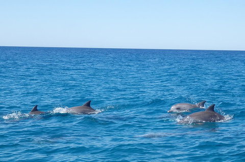 Noosa Wild Dolphin Safari - Accommodation Cooktown 5