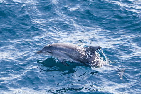 All Inclusive Dolphin And Tangalooma Wrecks Cruise - Accommodation Cooktown 1