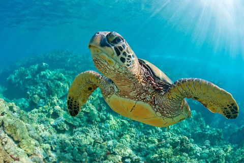 All Inclusive Dolphin And Tangalooma Wrecks Cruise - Accommodation Cooktown 3
