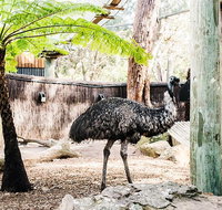 Sydney Taronga Zoo General Entry Ticket and Wild Australia Experience - Accommodation Cooktown