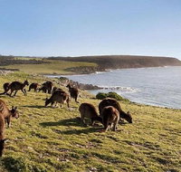 Kangaroo Island Personal Group Tours - Accommodation Cooktown