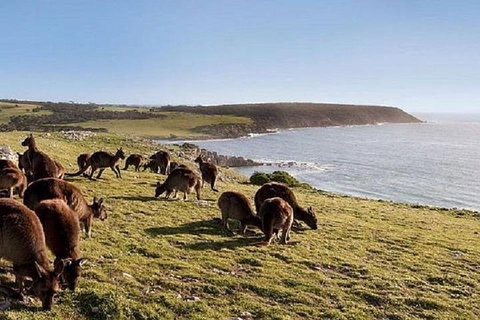 Kangaroo Island Personal Group Tours - Accommodation Cooktown 0