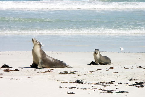 Kangaroo Island Personal Group Tours - Accommodation Cooktown 3