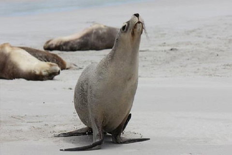 Kangaroo Island Personal Group Tours - Accommodation Cooktown 4