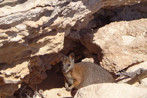 Shipwreck Special Full Day Tour Of The Abrolhos Islands - Accommodation Cooktown 4