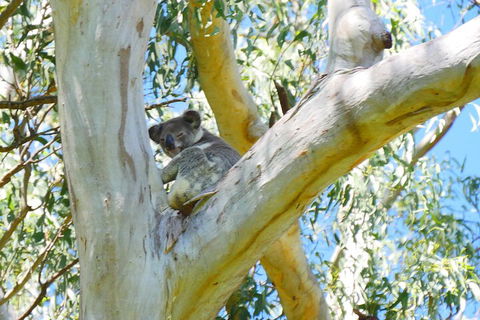 Best Of Moreton Bay Cruise - Accommodation Cooktown 2