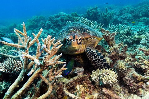 Great Barrier Reef Day Cruise From Cairns Including Snorkeling And Marine Biologist Presentation - Accommodation Cooktown 4