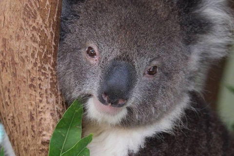 All Inclusive Blue Mountains Small-Group Day Trip From Sydney - Accommodation Cooktown 1