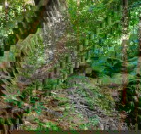 Private Daintree Mossman Gorge Exclusive Nature and Wildlife Focus - Accommodation Cooktown