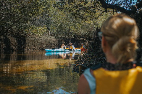 Kayak Tour In Adelaide Dolphin Sanctuary - Accommodation Cooktown 0