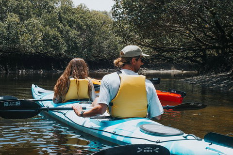Kayak Tour In Adelaide Dolphin Sanctuary - Accommodation Cooktown 2