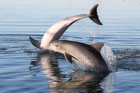 Kayak Tour In Adelaide Dolphin Sanctuary - Accommodation Cooktown 5