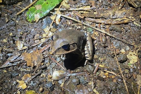 Evening Rainforest & Glow Worm Experience - Accommodation Cooktown 1