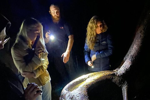 Evening Rainforest & Glow Worm Experience - Accommodation Cooktown 2