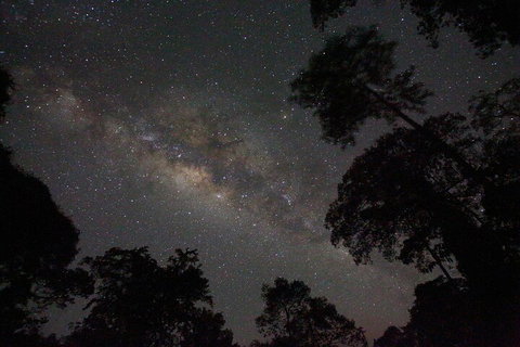 Evening Rainforest & Glow Worm Experience - Accommodation Cooktown 4