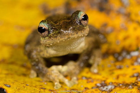 Daintree And Cape Tribulation Full Day Guided Tour - Accommodation Cooktown 0