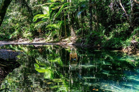 Daintree And Cape Tribulation Full Day Guided Tour - Accommodation Cooktown 1