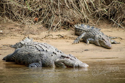 Daintree And Cape Tribulation Full Day Guided Tour - Accommodation Cooktown 3