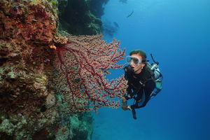 Silversonic Outer Great Barrier Reef Dive and Snorkel Cruise from Port Douglas