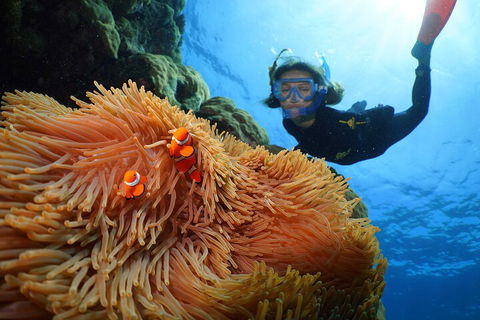Silversonic Outer Great Barrier Reef Dive And Snorkel Cruise From Port Douglas - Accommodation Cooktown 3