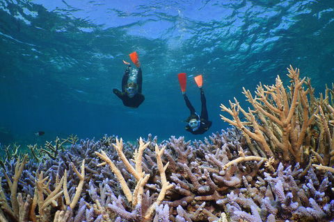 Silversonic Outer Great Barrier Reef Dive And Snorkel Cruise From Port Douglas - Accommodation Cooktown 4