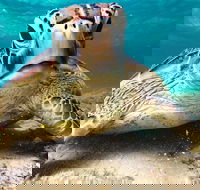 Sail Snorkel SUP  Kayak Charter Whitsundays - Accommodation Cooktown