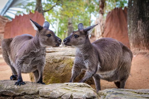 Australia Multi-City Attractions Pass - Accommodation Cooktown 4