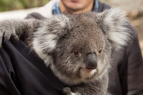 Bonorong Wildlife Park And Richmond Afternoon Tour From Hobart - Accommodation Cooktown 2