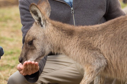 Bonorong Wildlife Park And Richmond Afternoon Tour From Hobart - Accommodation Cooktown 5
