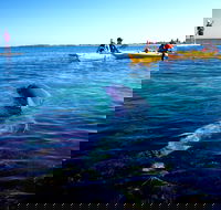 Penguin and Seal Islands Sea Kayaking Experience - Accommodation Cooktown