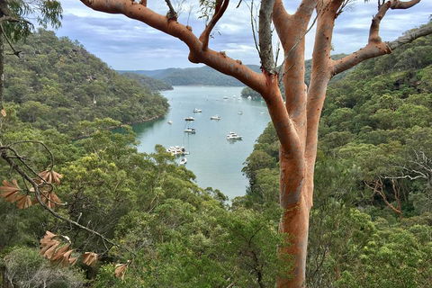 Shore Excursion: Sydney's Northern Beaches & Ku-ring-gai National Park Bus Tour - Accommodation Cooktown 1
