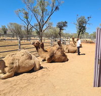 West MacDonnell Ranges Half-Day Small-Group Tour with Camel Ride - Accommodation Cooktown