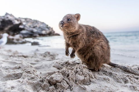 Fremantle To Rottnest Island Roundtrip Ferry Ticket - Accommodation Cooktown 1